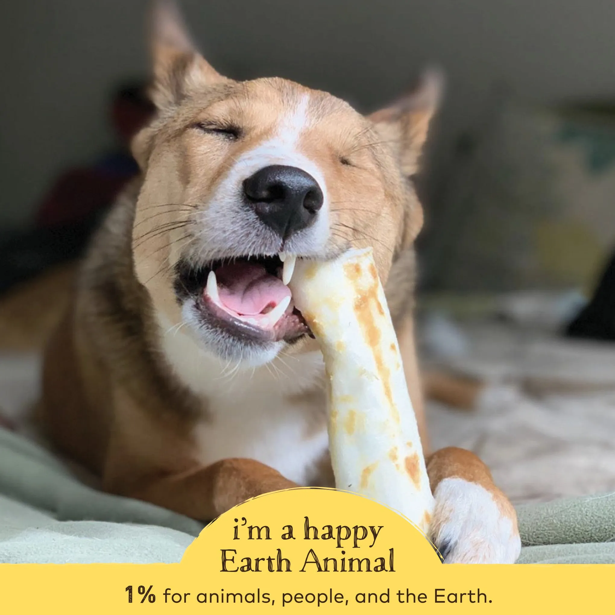 Earth Animal No-Hide Peanut Butter Single Chew for Dogs
