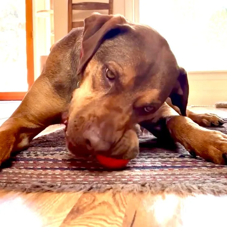 Squeak Ball Ultra Durable PUP-X Squeaking, Chewing, Floating & Retrieving Ball